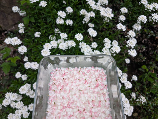 The Forest in Bloom: Early Harvests and First Scents