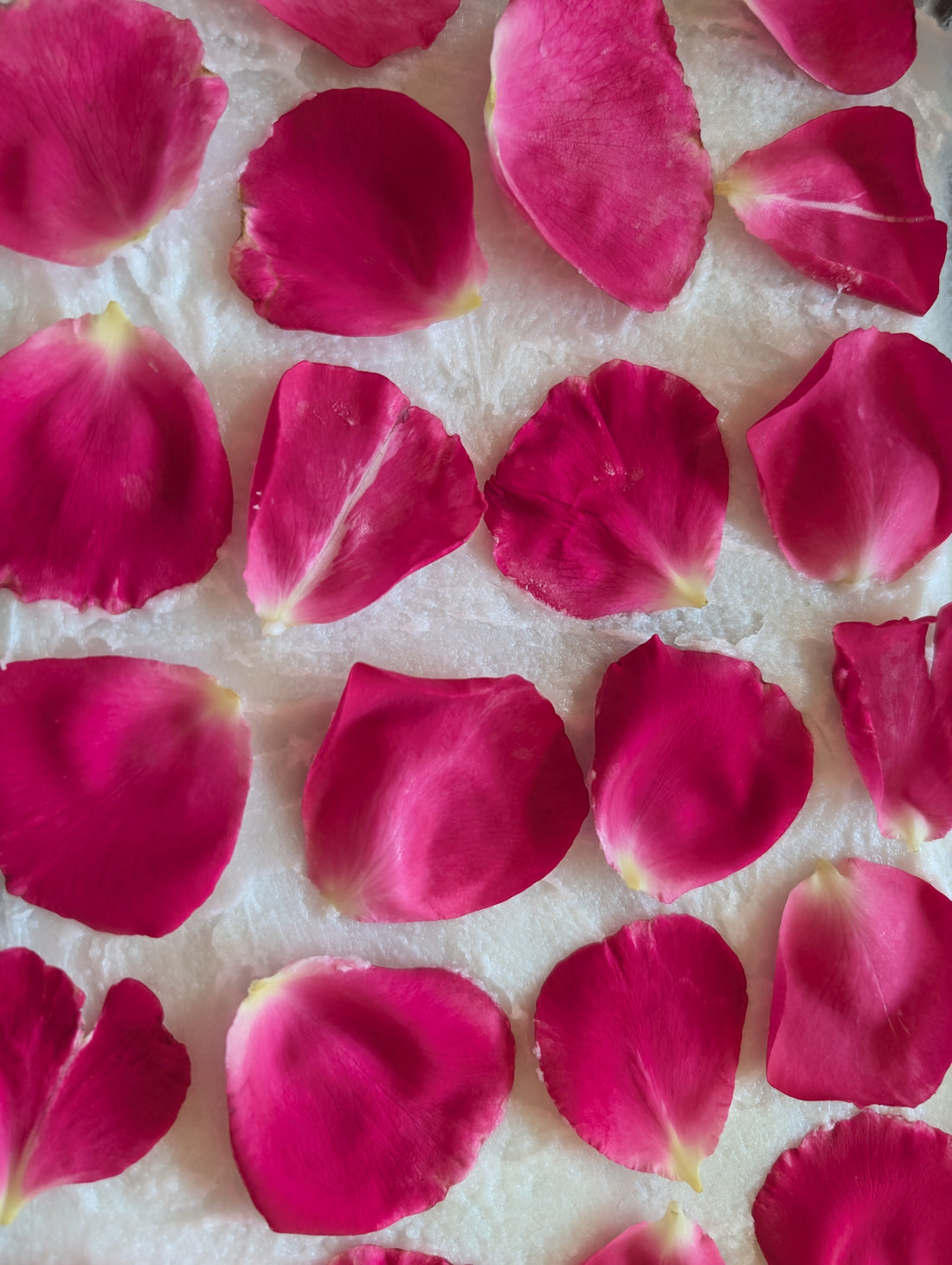 Fresh rose petals resting directly on fat during cold enfleurage at House of Enfleurage