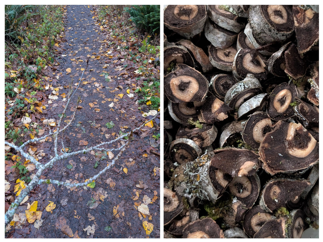 Alder wood branch on a trail and cut pieces prepared to tincture for perfume