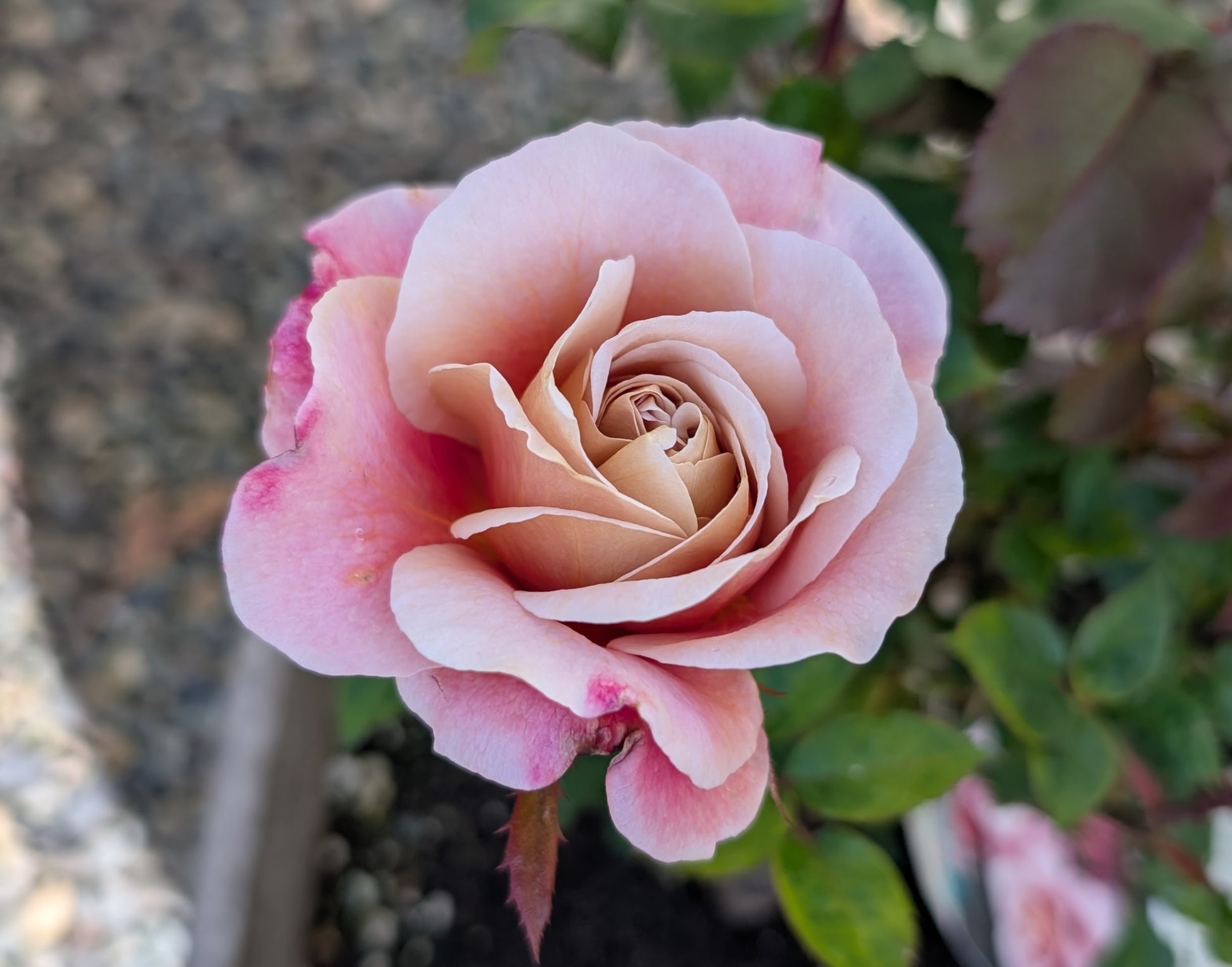 Close-up of a pink rose with green leaves in the background
