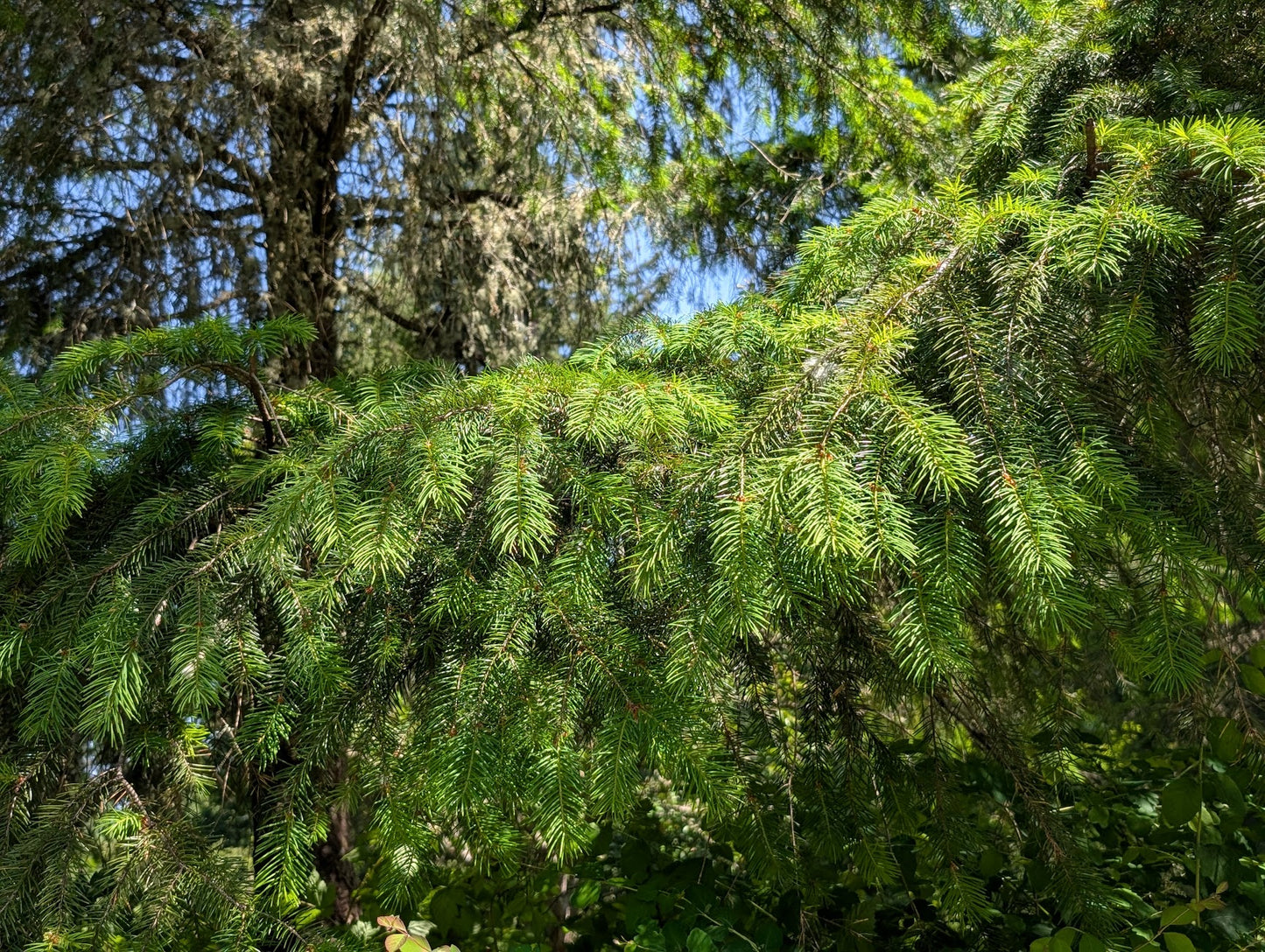 Close-up of green pine tree branches with a blurred background