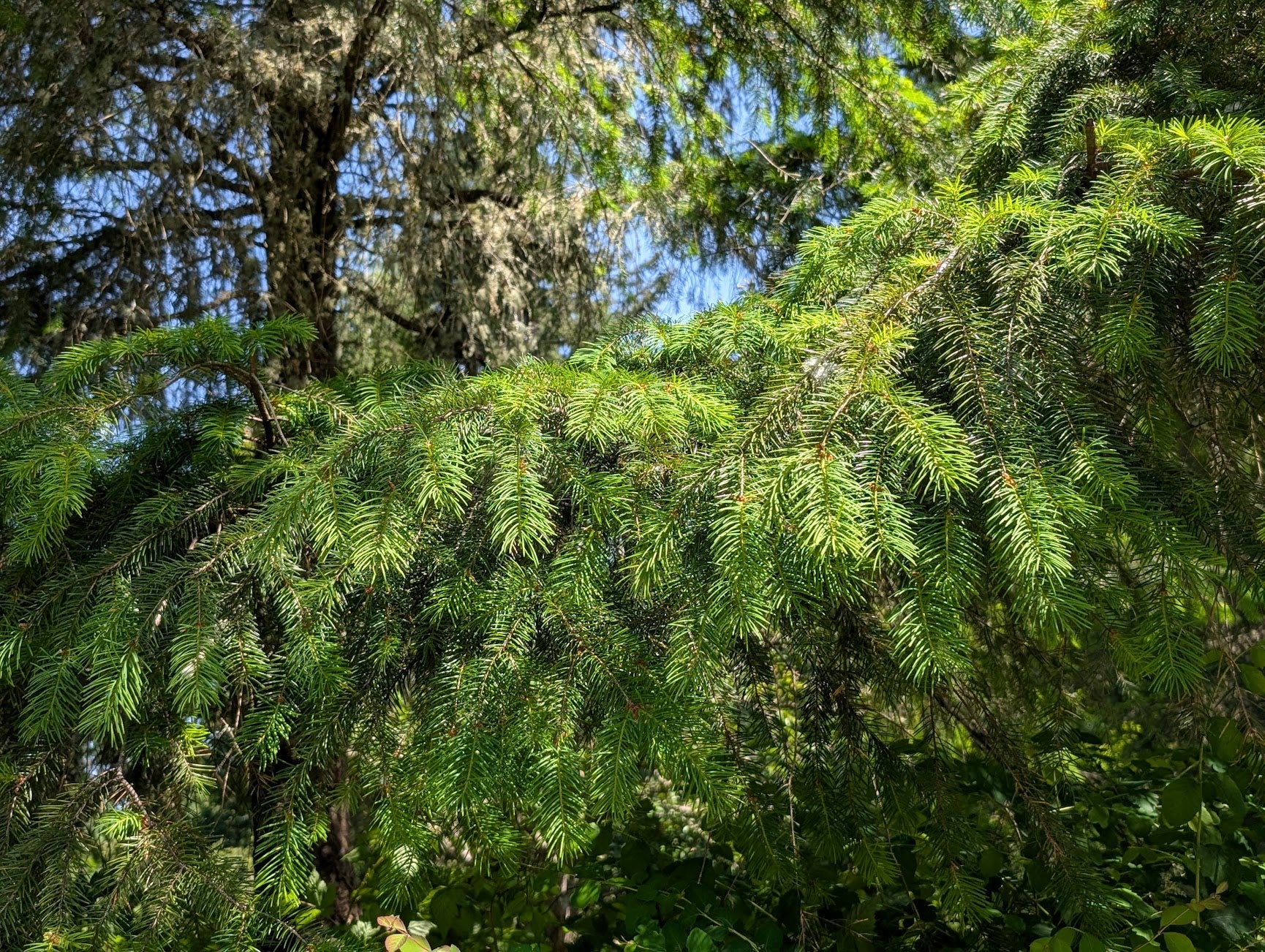 Close-up of green pine tree branches with a blurred background