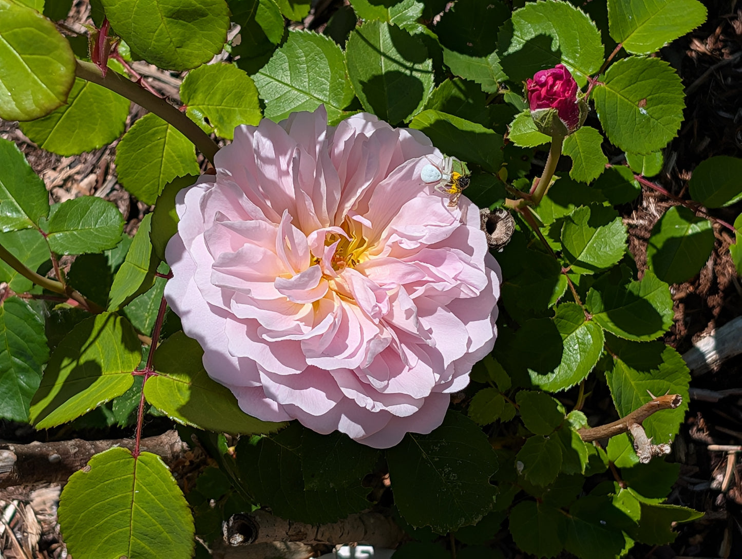 Eustacia Vye Rose with green leaves in a natural setting