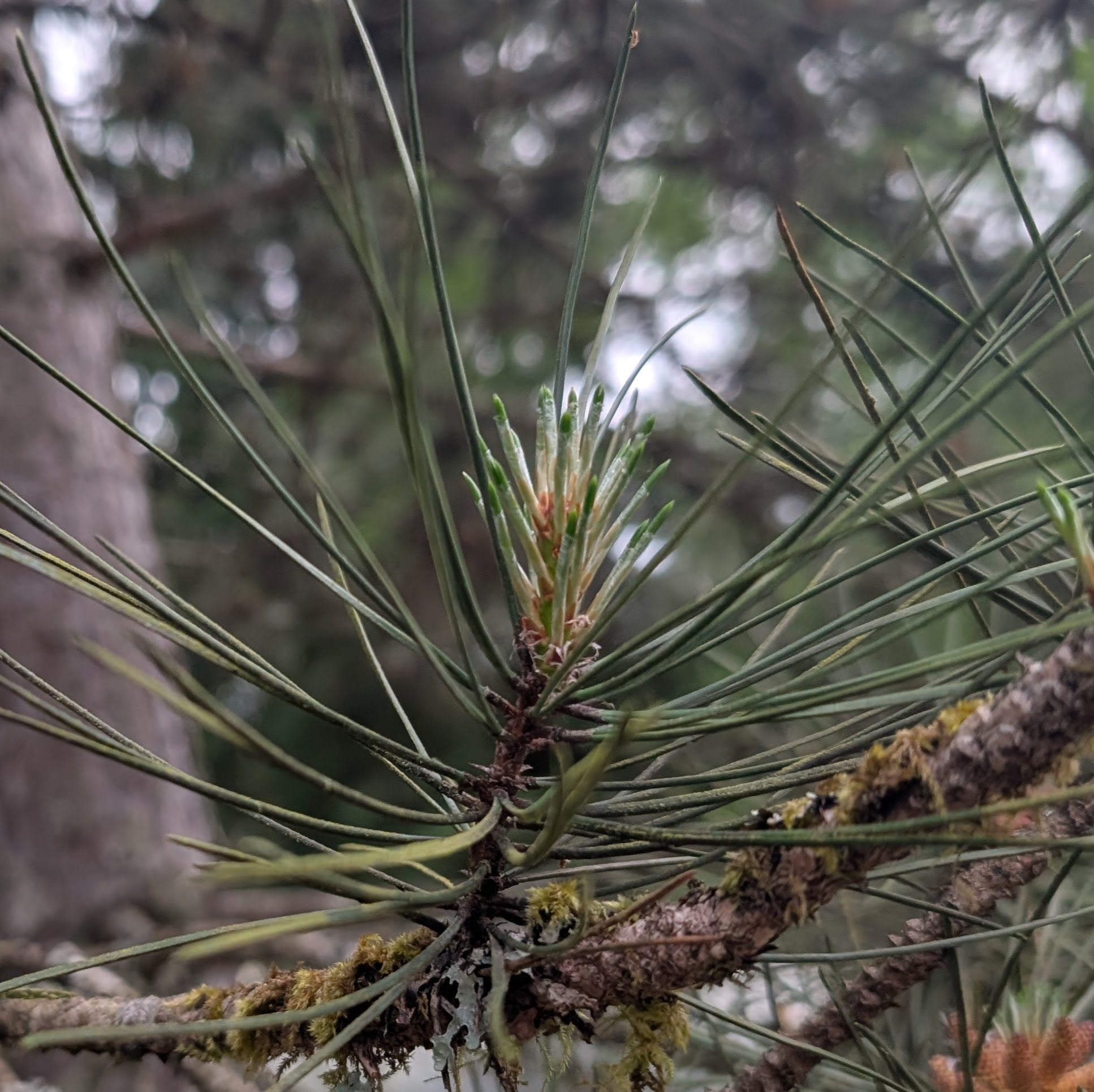 Close-up of a pine branch with needles and cones against a blurred natural background