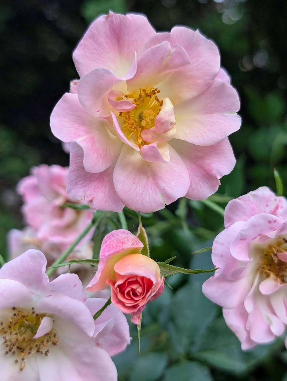 Close-up of pink roses with a blurred green background