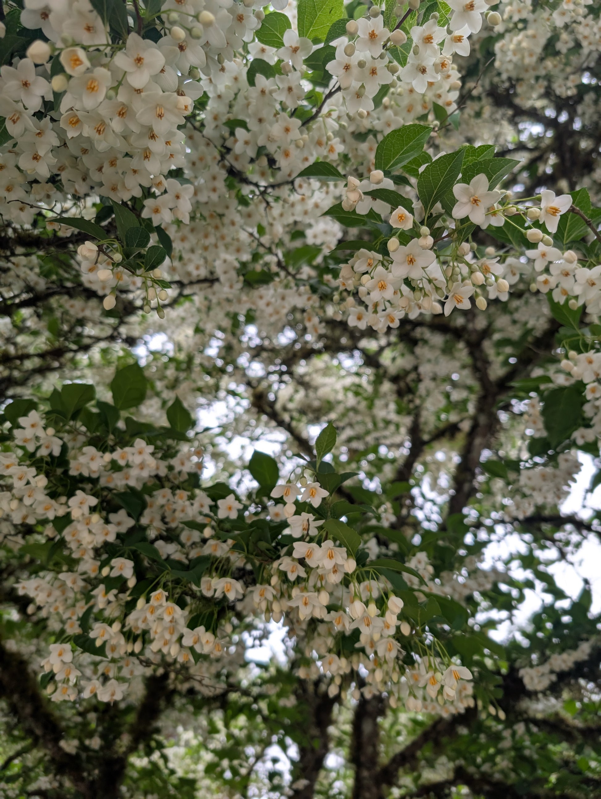 Close-up of white flowers on a tree with green leaves