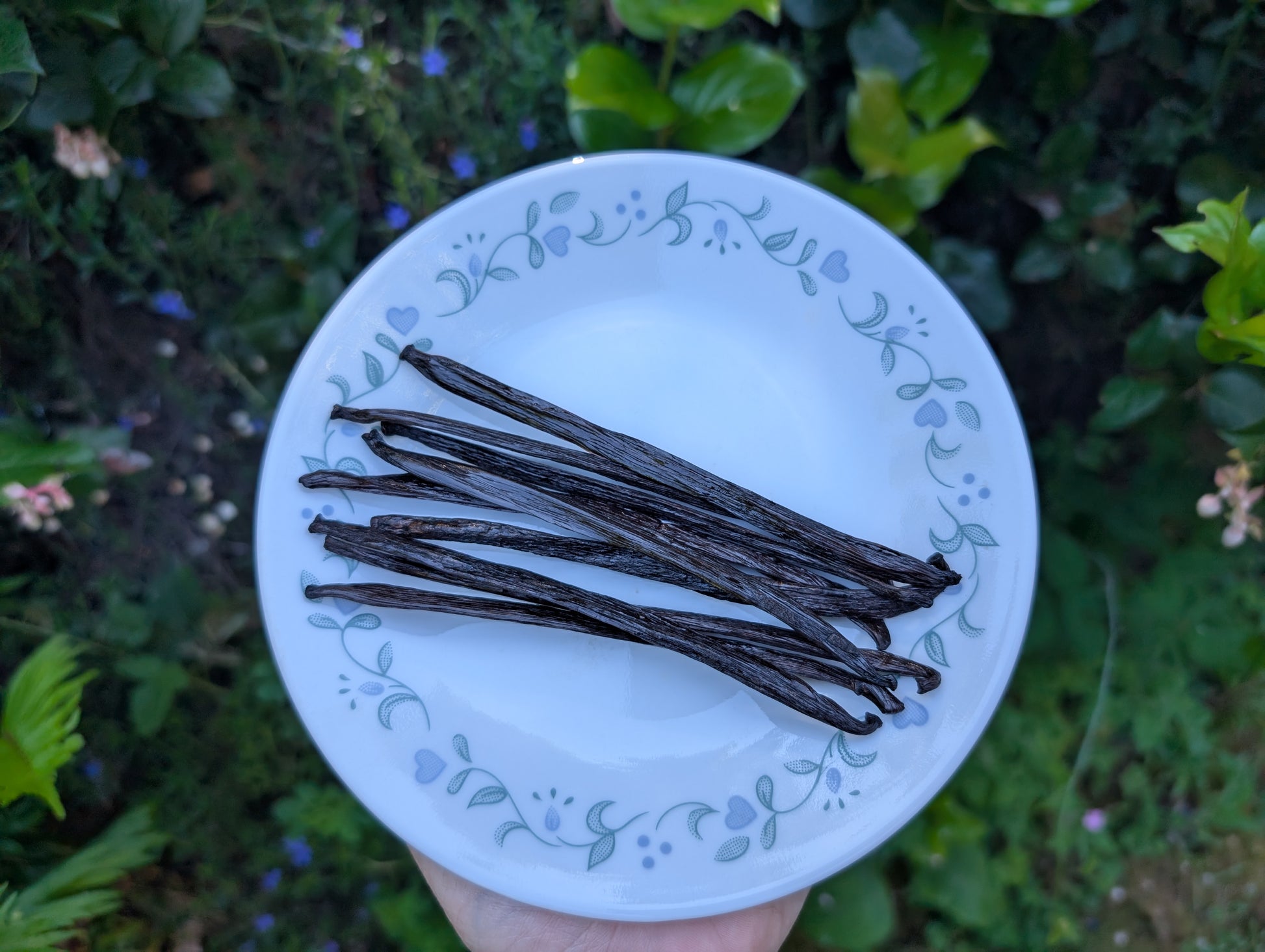 Vanilla beans on a decorative white plate with a natural green background