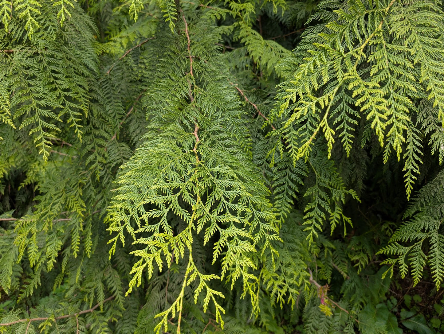 Close-up of cedar tree leaves