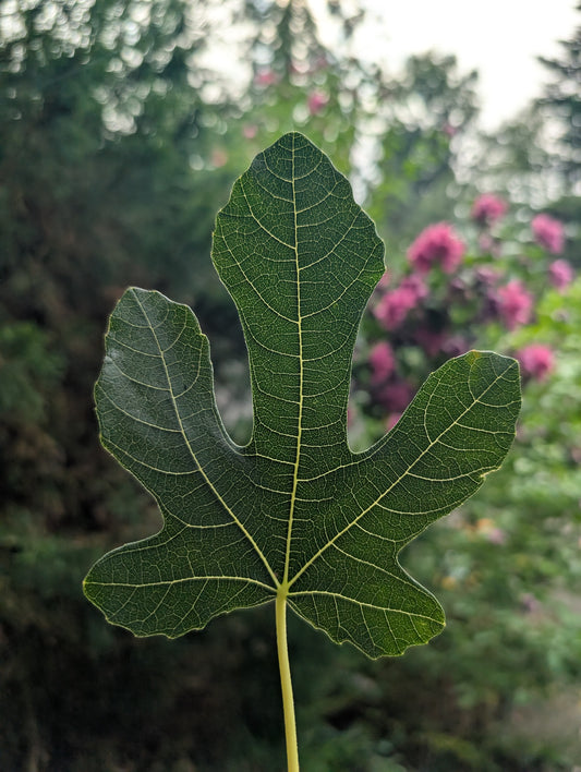Forest Fig Leaf Botanical Perfume