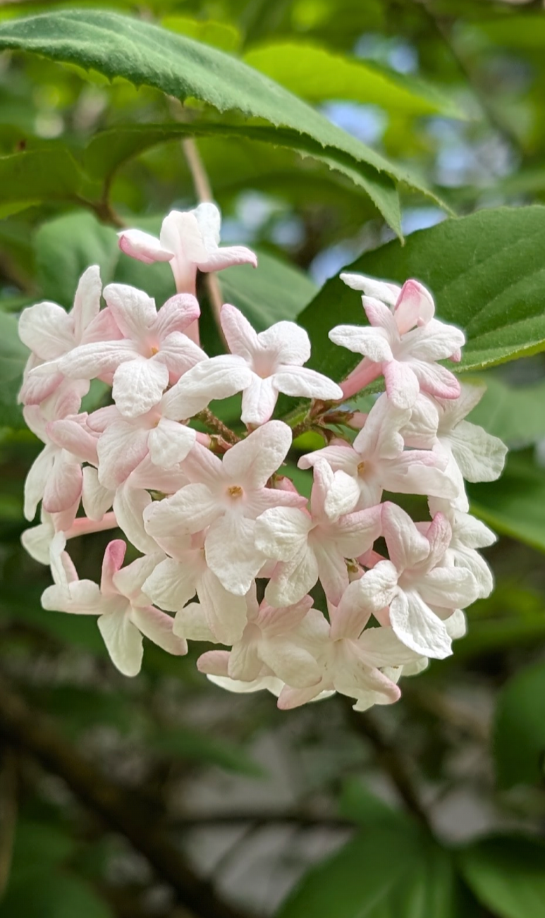 Close-up of viburnum- pink and white flowers with green leaves